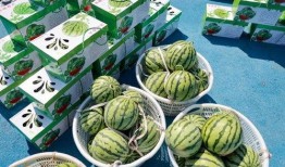 乐岛吃瓜,揭秘娱乐圈背后的那些事儿