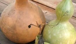 天天吃葫芦瓜,天天享受健康美味