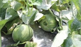 瓜叶子咋吃,瓜叶子的多样食用方法探索