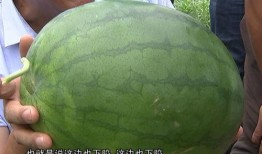 股农吃瓜,揭秘股市中的“瓜田”趣事