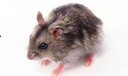 黑皮耗子吃瓜群众,揭秘吃瓜群众的神秘世界