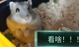 吃瓜忽然腰疼,揭秘吃瓜引发的腰痛之谜