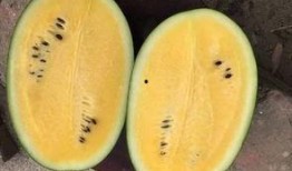 吃白沙瓜的好处,解锁健康与美味的双重益处