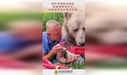 吃瓜狗熊,揭秘森林中的“网红”美食家