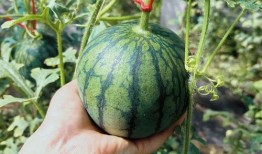 郑州瓜吃史,千年瓜吃文化的传承与发展