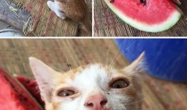 狗血吃瓜黄毛,狗血吃瓜背后的真相揭秘