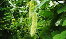 怀孕吃梨瓜吗,孕妇可以吃梨瓜吗？