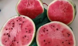 图片识别吃瓜,一场视觉与味蕾的双重盛宴