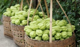 佛系吃瓜 青藤,青藤下的心灵漫步