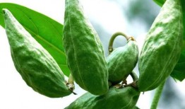 会吃瓜的牛,揭秘动物界的“美食家”