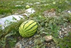 吃瓜有多可怕,吃瓜群众的可怕力量