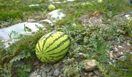 吃瓜有多可怕,吃瓜群众的可怕力量