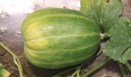 吃瓜系统元帝,网络热点的幕后推手