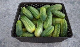 每日大瓜在线吃瓜,在线吃瓜，畅享娱乐盛宴