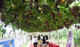 永康总部金碧吃瓜,吃瓜群众热议盛况